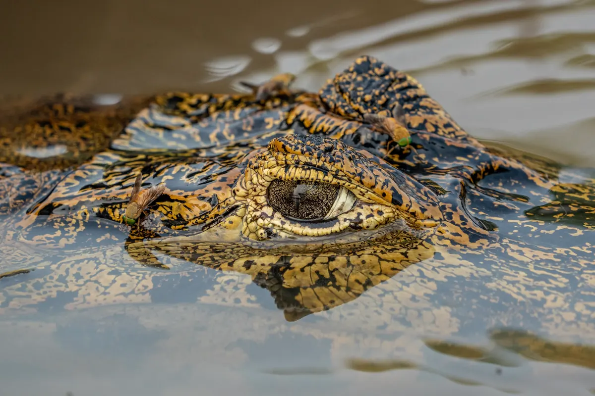 An alligator at the waterline with only its eye and snout above the surface