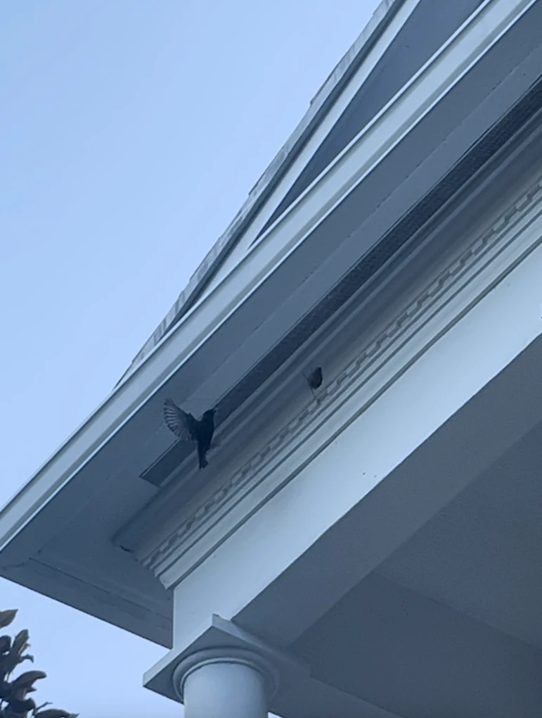 Bird control work underway on a Treasure Coast roofline