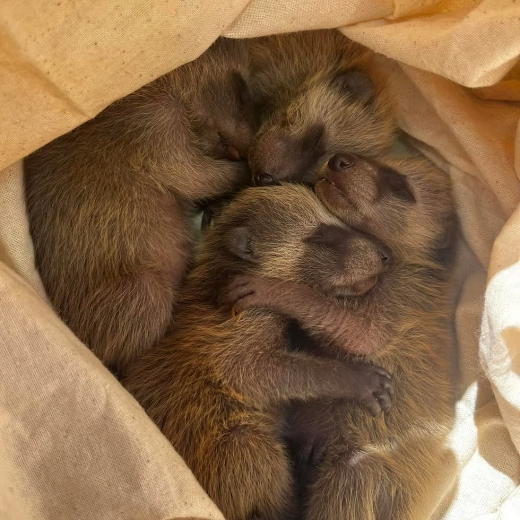 Raccoon kits recovered during a humane removal on the Treasure Coast