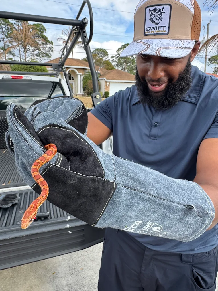 Swift Wildlife technician safely removing a snake for a Treasure Coast homeowner