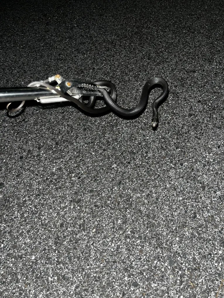 Safe snake identification and removal on a Treasure Coast Island estate