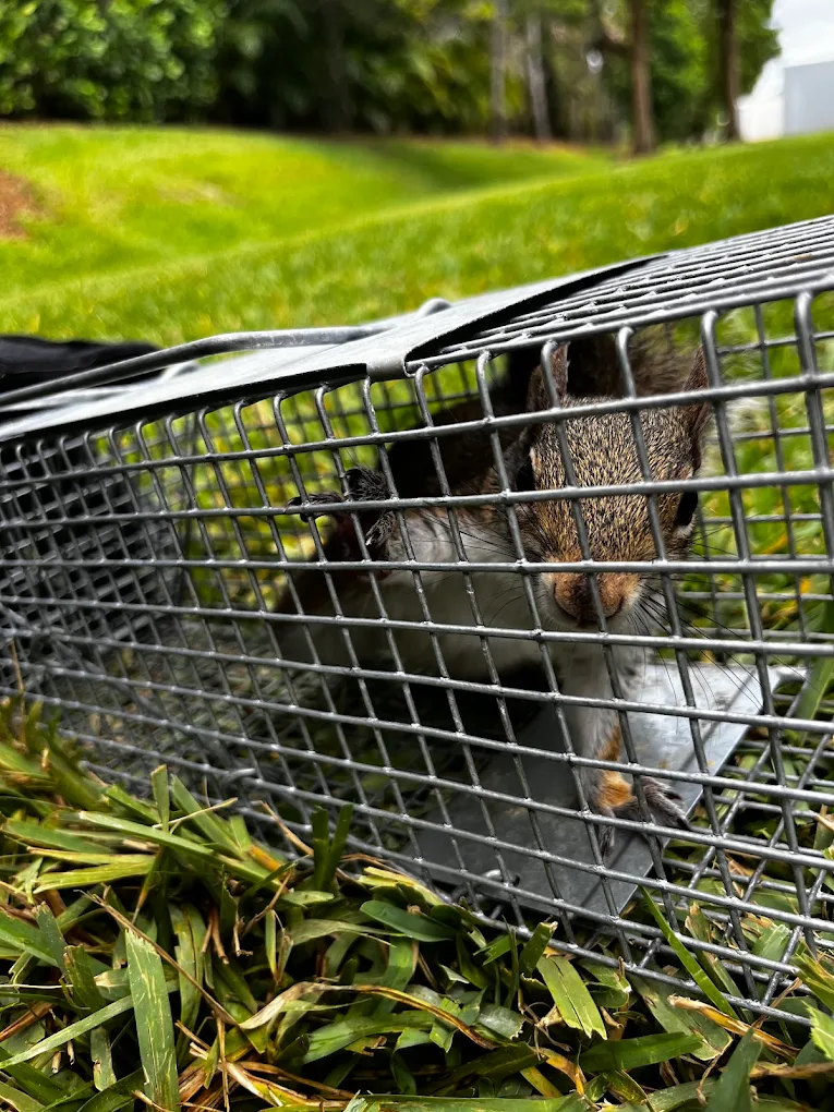 Swift Wildlife humanely removing a squirrel from a Treasure Coast attic