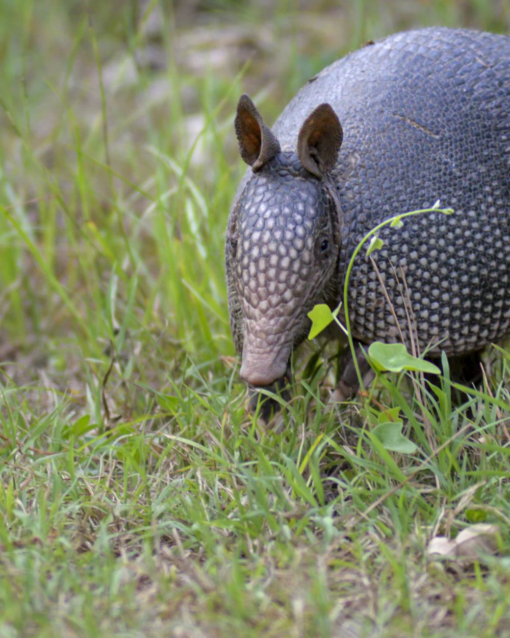 Digging armadillos — a common Treasure Coast wildlife problem handled by Swift Wildlife