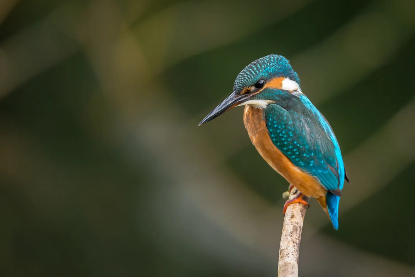 A bird near a Treasure Coast structure — professional, humane bird management by Swift Wildlife