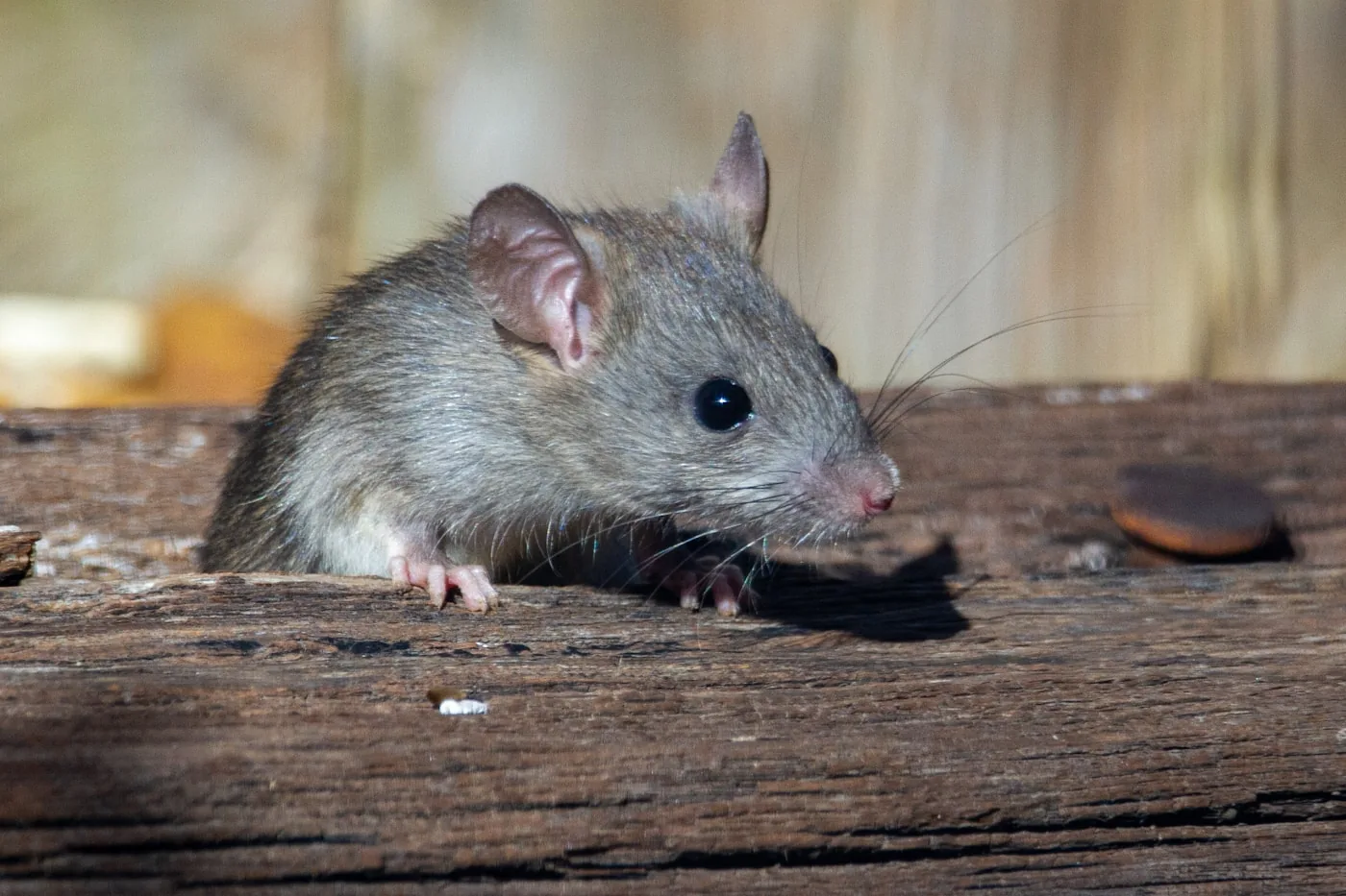 Norway Rat (Rattus norvegicus) — Ground-level burrower handled by Swift Wildlife on the Treasure Coast