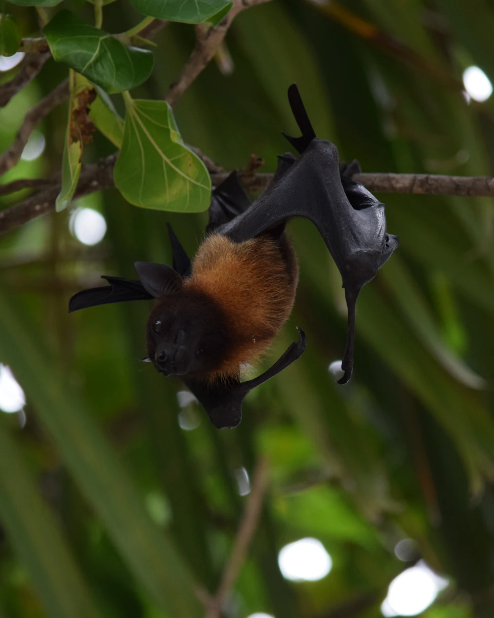 A bat at dusk near a Treasure Coast rooftop — humane bat removal and attic exclusion by Swift Wildlife