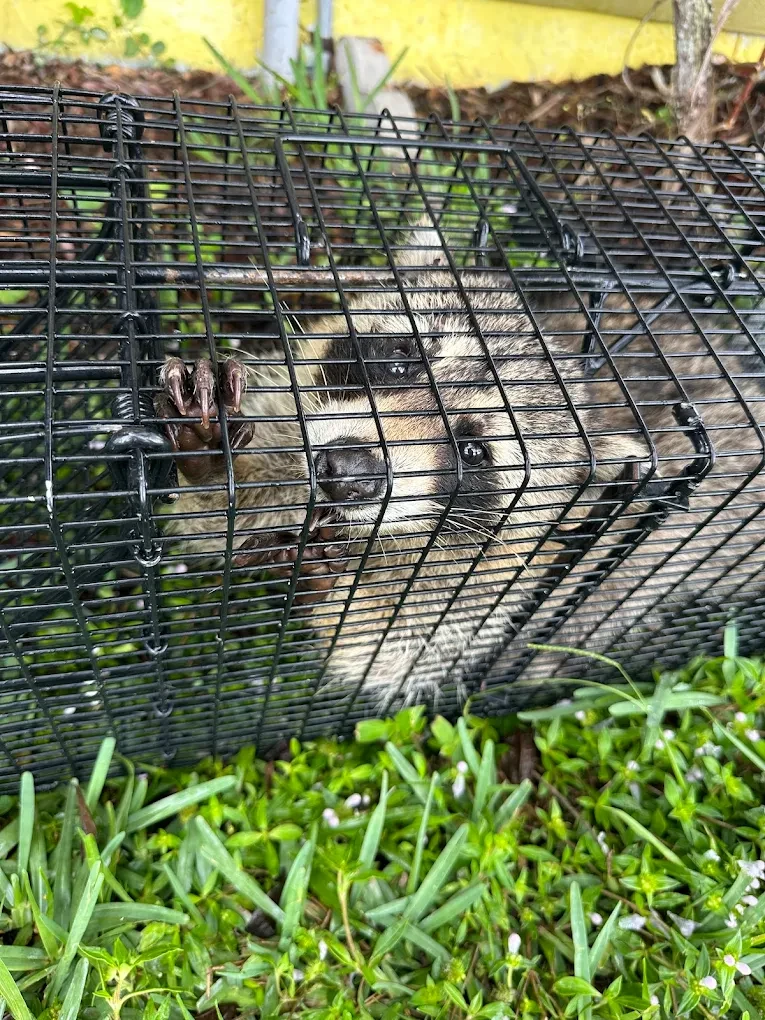 Dead Animal Removal