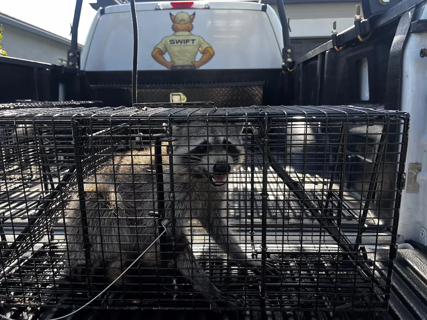 Emergency Wildlife Removal
