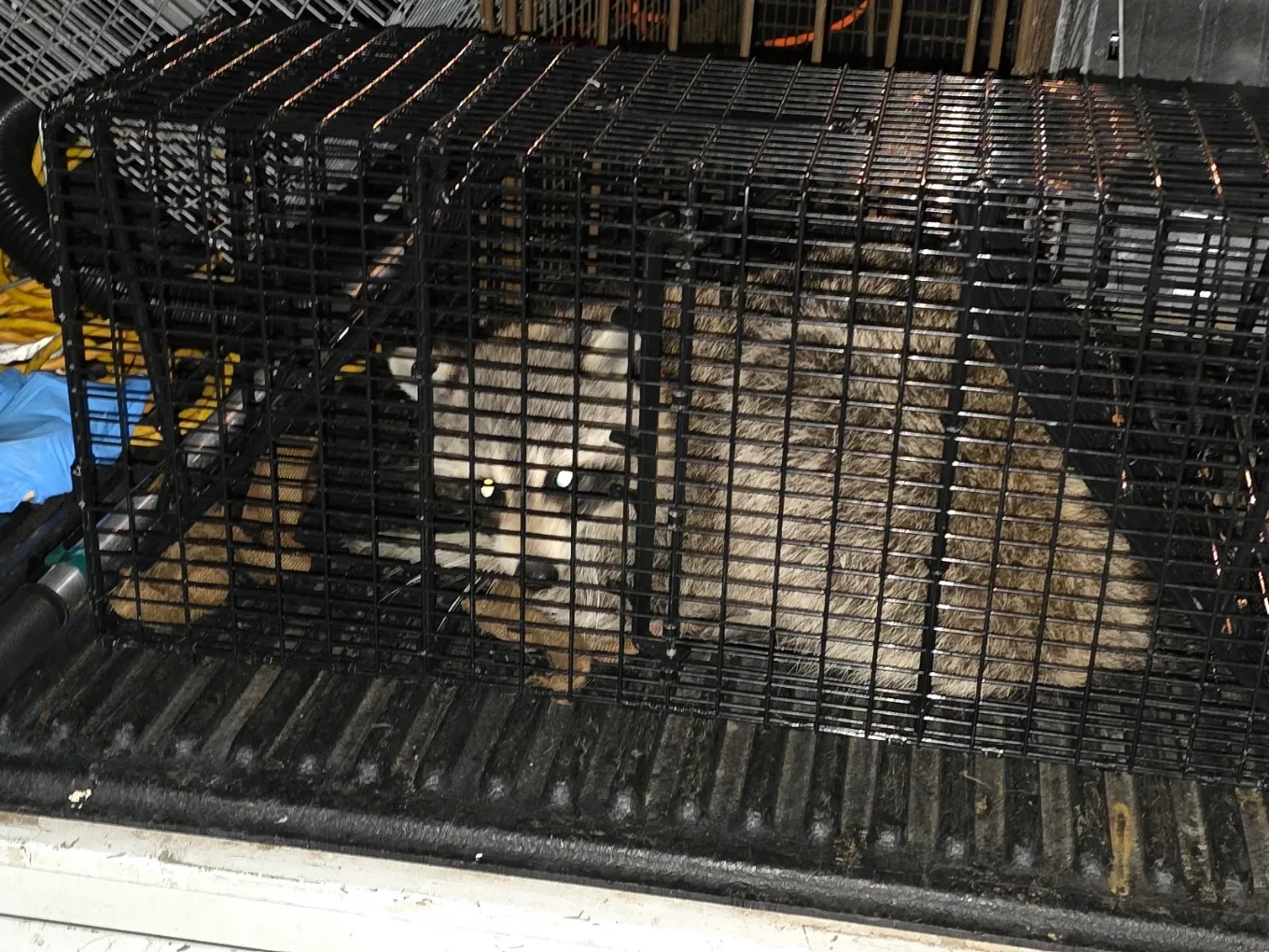 A raccoon humanely contained in a live trap by Swift Wildlife after exclusion work on a Treasure Coast property