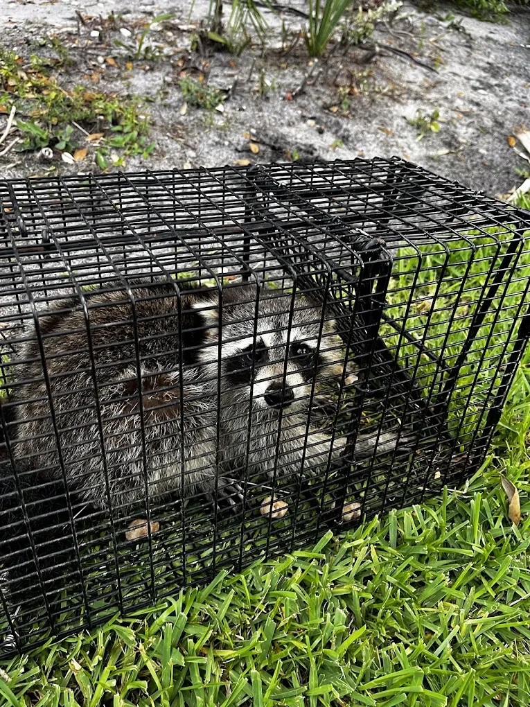 Swift Wildlife concierge consultation for a Treasure Coast estate