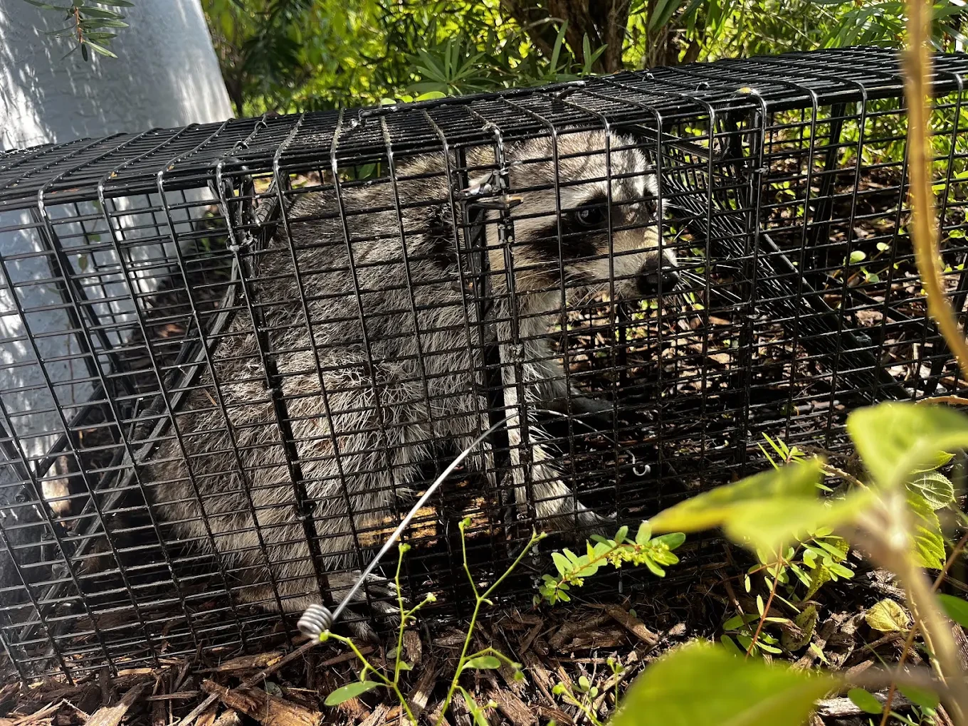 Live trap used for calm, humane removal work