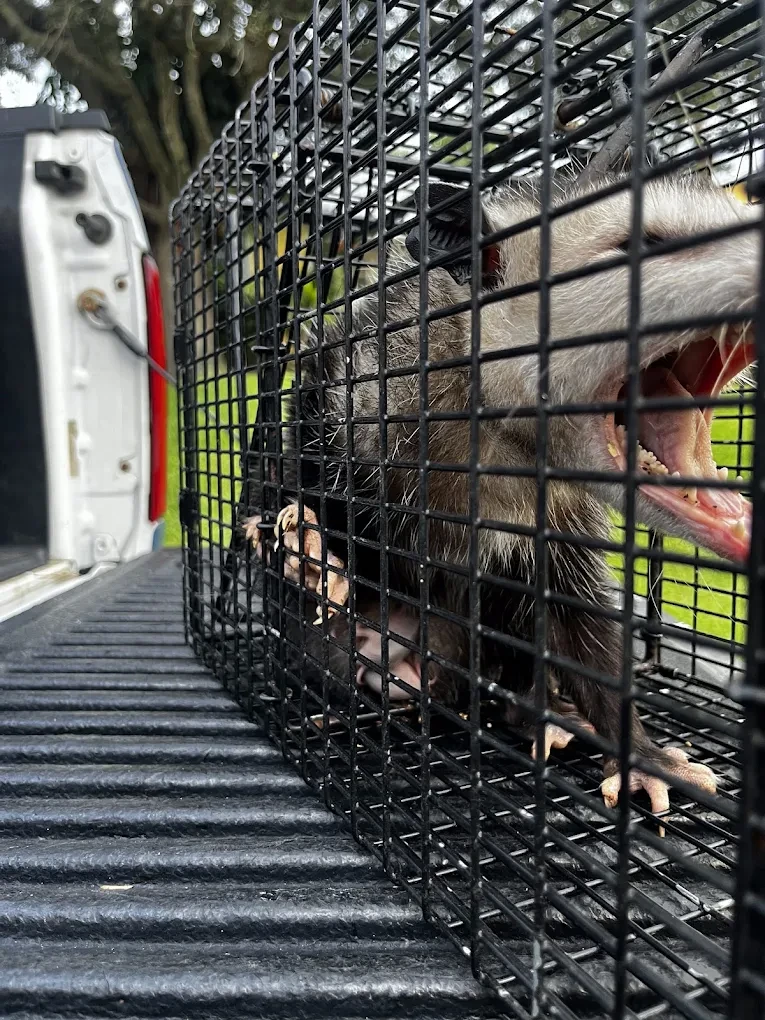 Swift Wildlife team serving a close-set Ocean Breeze neighborhood