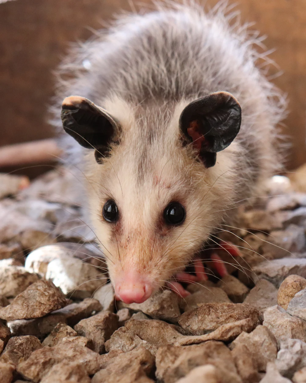 Opossum removal on the Treasure Coast