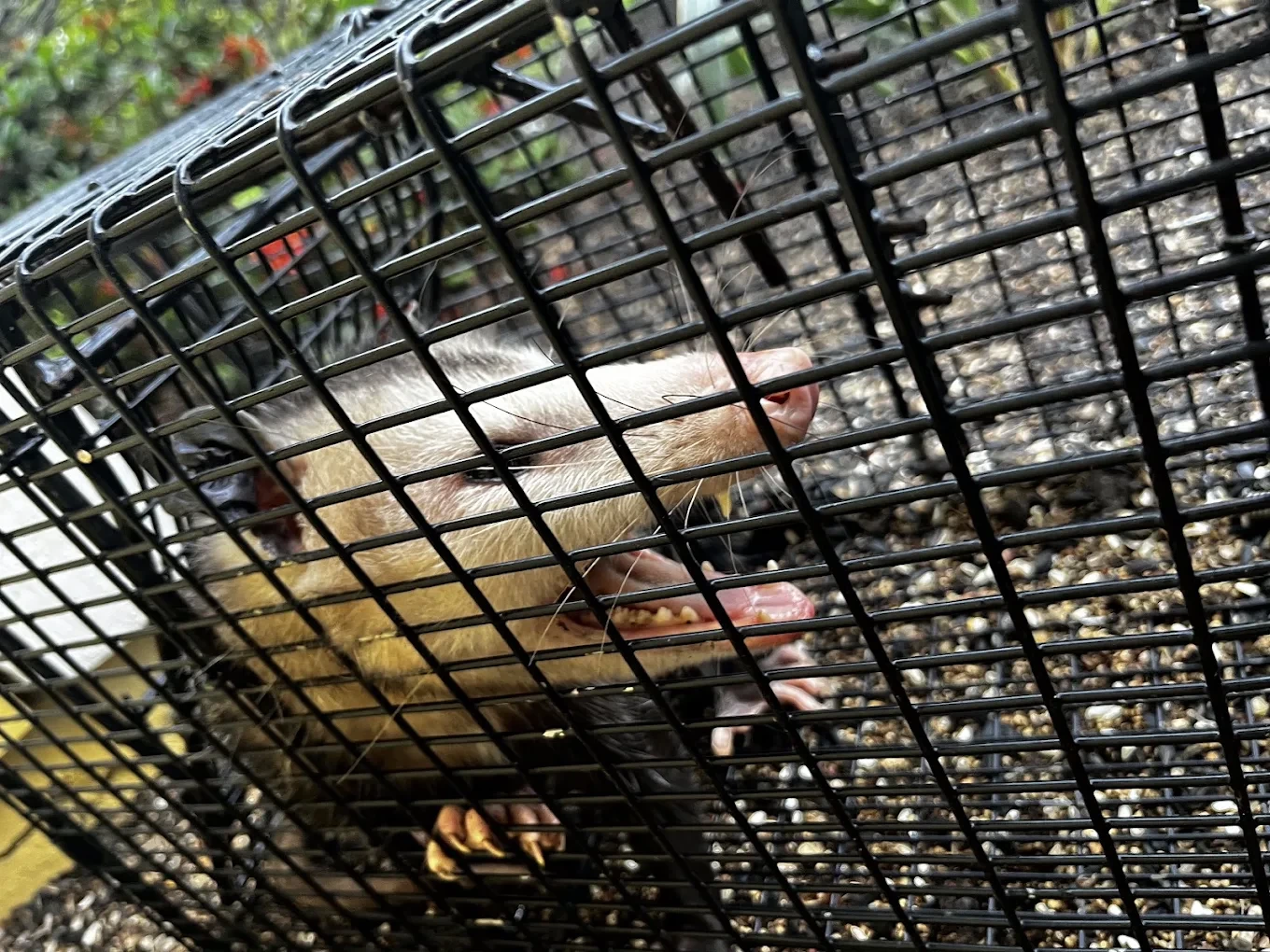 An opossum humanely contained in a live trap by Swift Wildlife on Florida’s Treasure Coast