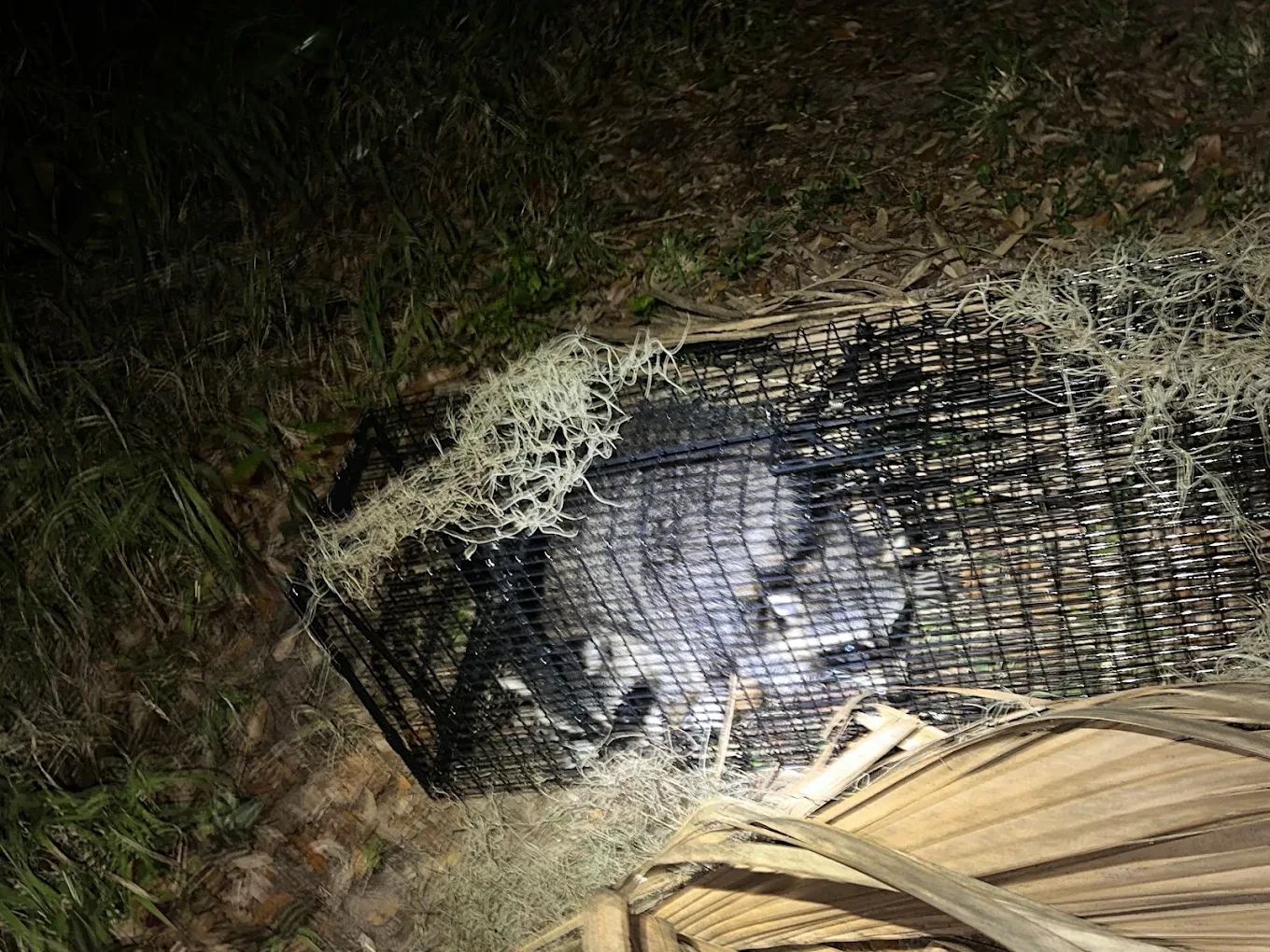 An opossum humanely contained in a live trap during a nighttime Swift Wildlife removal on the Treasure Coast