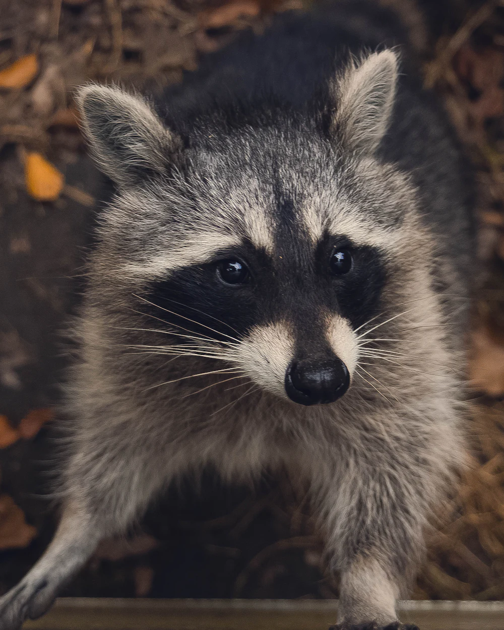 Raccoon on a Florida rooftop — a common target of a Swift Wildlife attic inspection