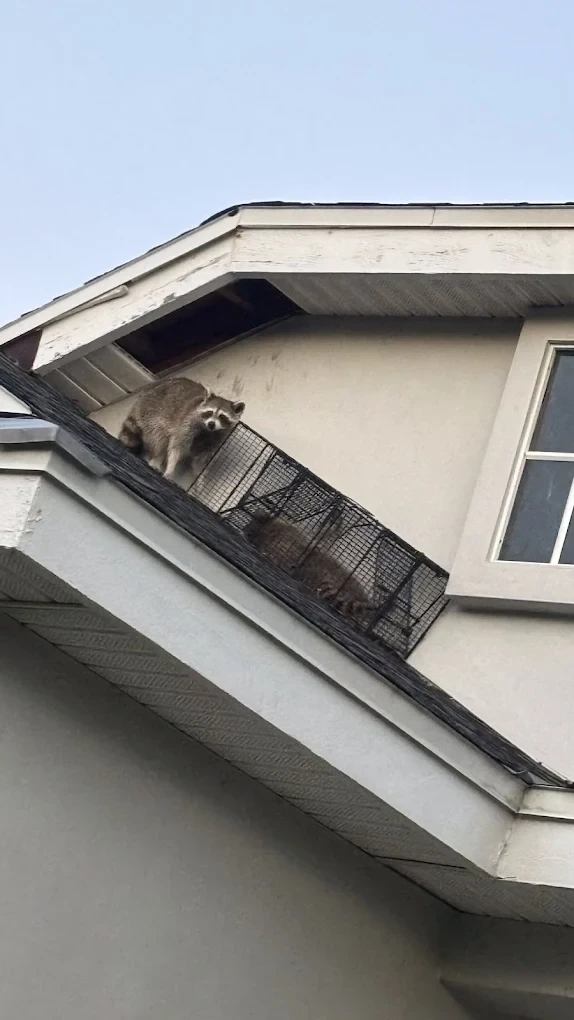 Raccoons on a Treasure Coast home's roofline and soffit — the roof-level weak points they use to reach the attic