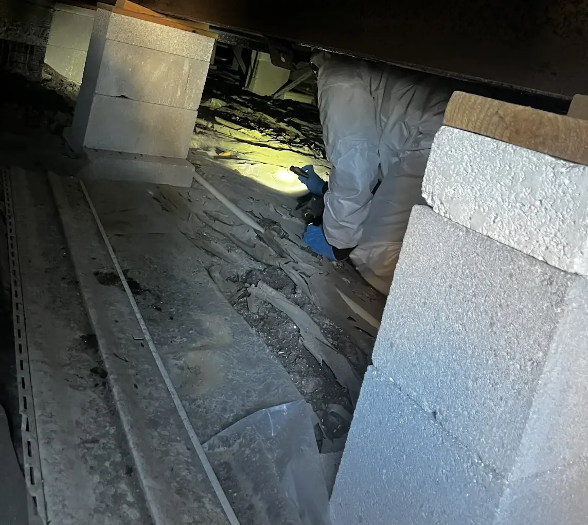 Technician inspecting a crawlspace for roof rat activity