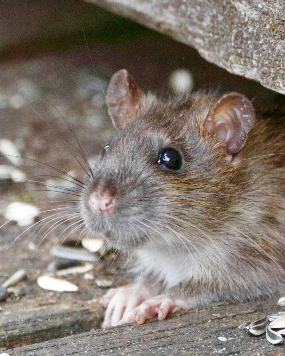 A roof rat by an attic entry point found during a Swift Wildlife rodent inspection