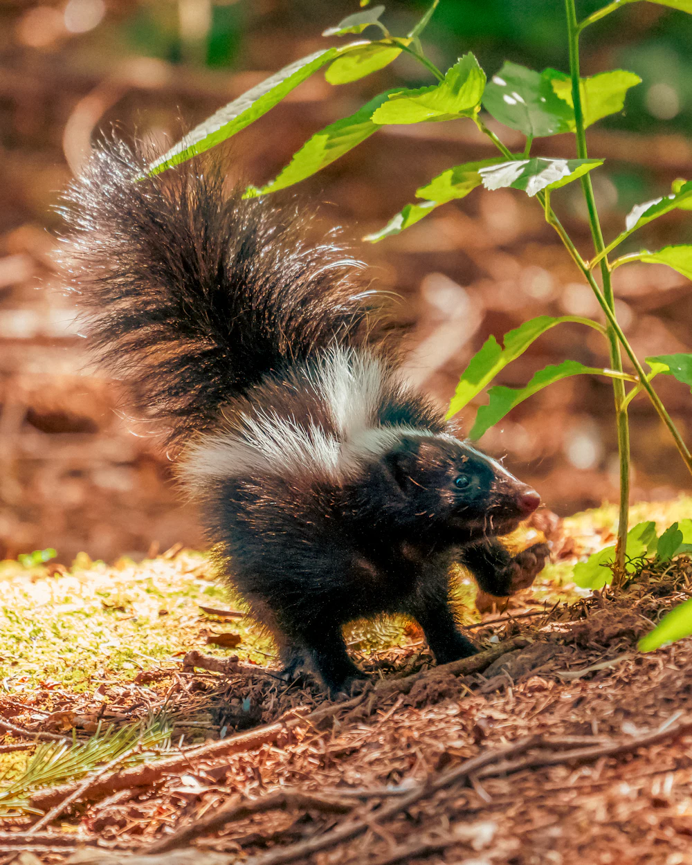 A skunk in a Treasure Coast backyard at dusk — humane skunk removal by Swift Wildlife