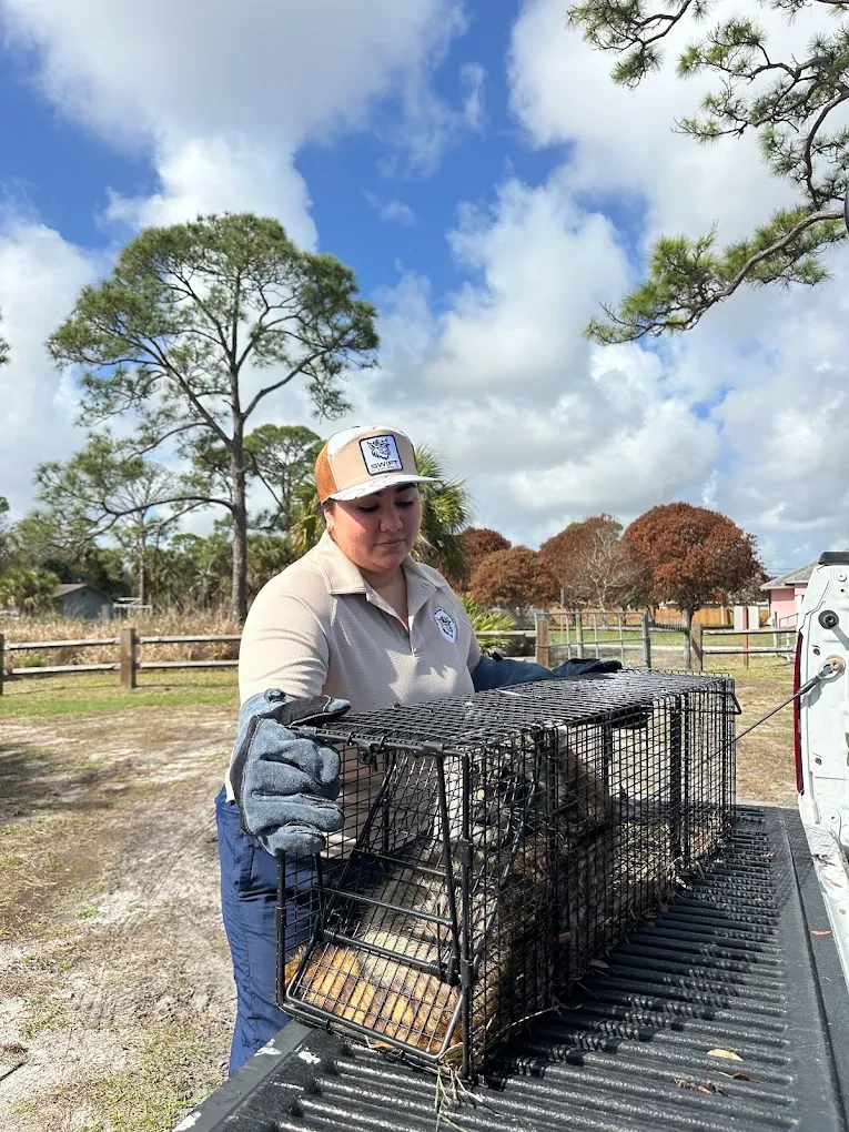 Skunk contained in a covered trap during a Treasure Coast removal