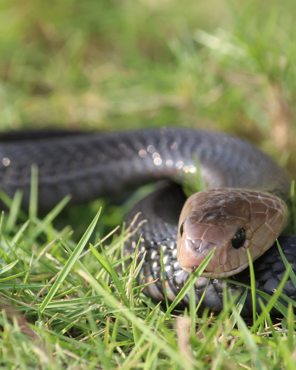 A non-venomous snake in a Treasure Coast yard — safe, humane snake removal by Swift Wildlife