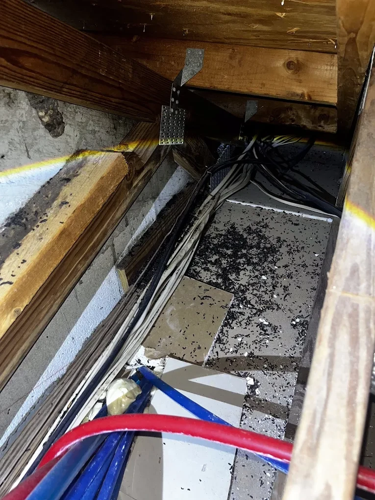 Shredded insulation and gnawed framing left by an attic squirrel nest