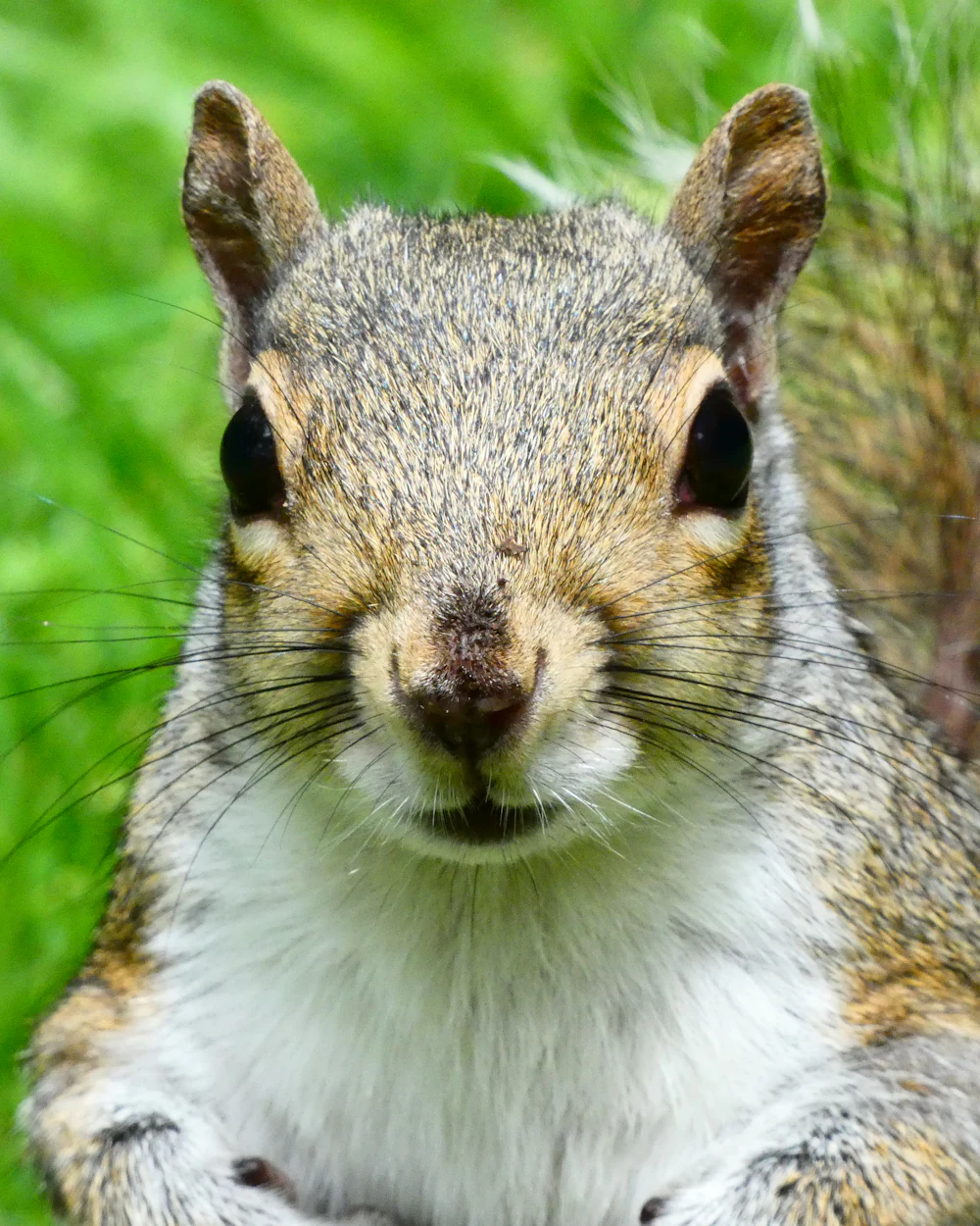 Squirrel removal on the Treasure Coast