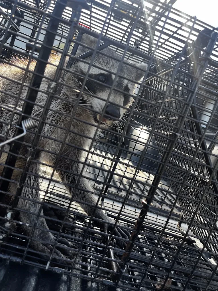 Swift Wildlife installing whole-property exclusion on a Treasure Coast homestead