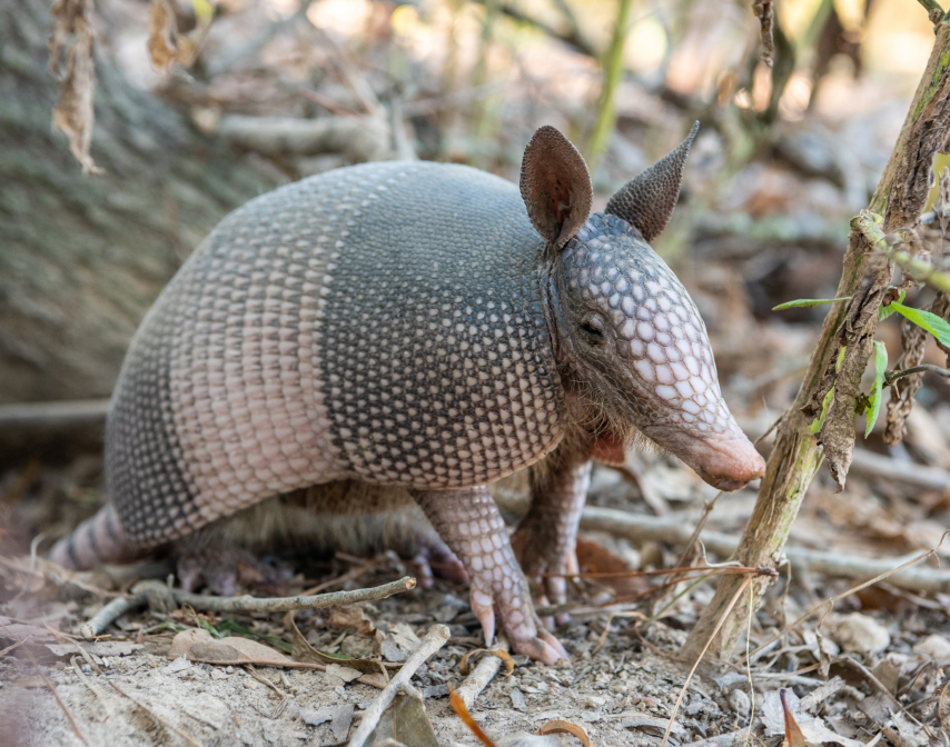 Armadillos