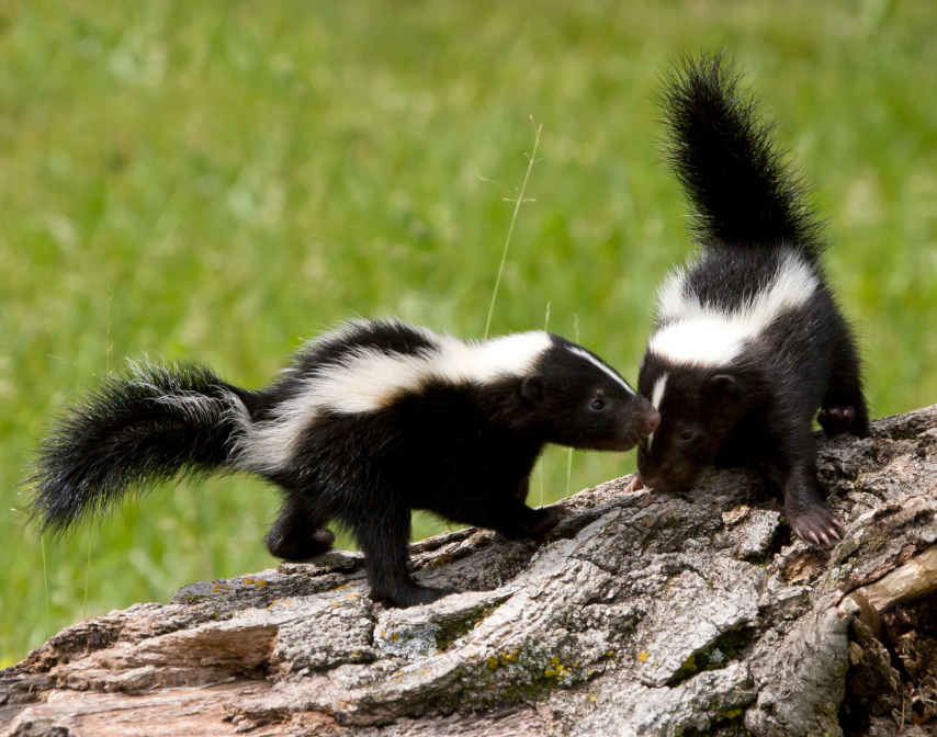 Skunks